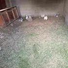 ارانب بلدي ذكور