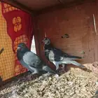 زوج زاجل كويتي 25