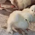 صوص براهما اهالي خوارج
