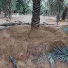 متخصصون في جميع عمال النخيل