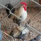 هناك العديد من أنواع الدجاج والبط  كلها سوف يتم بيعها.