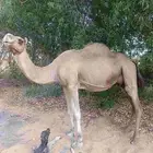 ابل سواحل للبيع