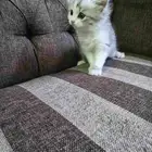 قطه للبيع