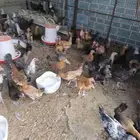 دجاج بلدي بيض