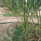 نخل عجوه للبيع