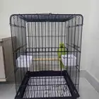 طير دره هندي للبيع