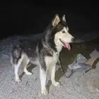 هسكي سيبيري