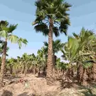 نخل واشنطني زينه للبيع والتوريد