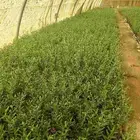 زيتون اسباني مكثف