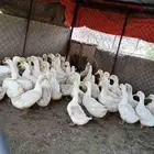 بط بكيني للبيع