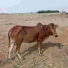 بقر بلدي للبيع