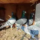 زواجل سباق طيبه نقوه فيها كويتي وسعودي وبحريني