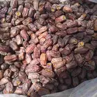 تمور خضري تمر خضري وسط