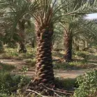 نخيل عربي انواع طيبه