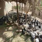 بط بكيني وبلدي