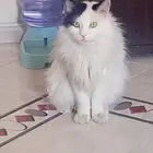 قط ذكر للتبني