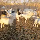 غنم مهاجين ورفيد الوليد 7معها 8ولدفيع و9دفيع بعضها علا ولاد