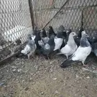 طبات باكستاني للبيع
