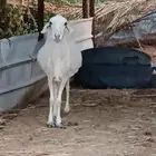 نعجه حرشاء كفو