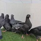 طبات قطايف مذيلات