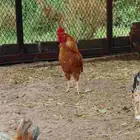 دجاج للبيع كفو
