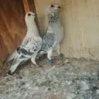 حمام شامي