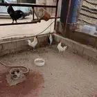 ديوك للبيع