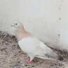 حمام ذكر