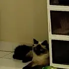 قطه هملايا للبيع مع كرت التطعيم مع صحن الاكل وصحن الحمام