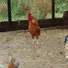 ديك بلدي