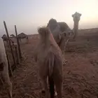 ابل