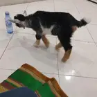 ماعز قزم عمره شهر