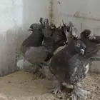 جوز حمام هندي