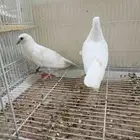 حمام صنعامي