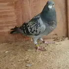 ذكر زاجل كويتي 24