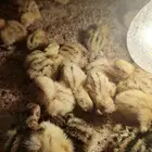 صوص سمان بنص ريال