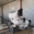 براها كولمبي كونك اساس خوارج العمر 7 شهور يزود شوي ما ينقص