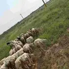 غنم ضأن لبيع مايجي إلي اصامل مستعجل