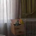 جوز روز منتج مرتين غير اليف في وقت الجواز