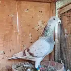 ذكر زاجل سباق 21