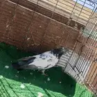 حمام باكستاني ذكر