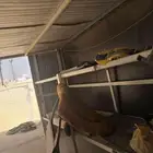 4x6 مرحبا خيمة ملكي بعوازل