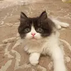 قطه شيرازي