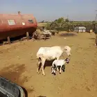 نعجه منتوج
