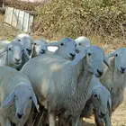 رخال صنف فواخر مع طليان مشاريع فحول