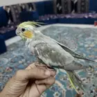 فرخ كروان باكستاني