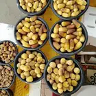 خراف جميع الأنواع ( رطب . مناصيف )