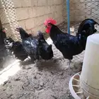 للبيع دجاج فرنسي وهجين استرلوب