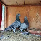 للبيع زوج زاجل سباق بحريني