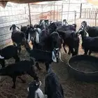 للبيع معزا مواليد